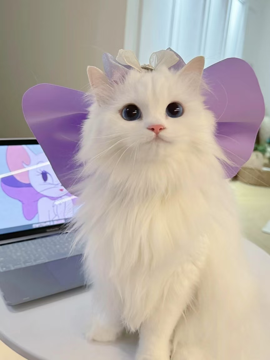 Pet